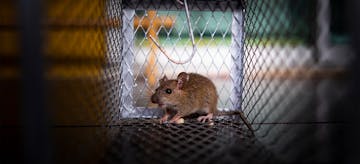 Ampuh! Ini 11 Cara Mengusir Tikus di Rumah Tanpa Racun