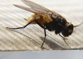 Bebas Risiko Penyakit, Ini Cara Mengusir Lalat Dengan Cepat