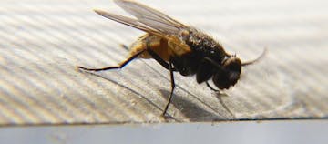 Bebas Risiko Penyakit, Ini Cara Mengusir Lalat Dengan Cepat