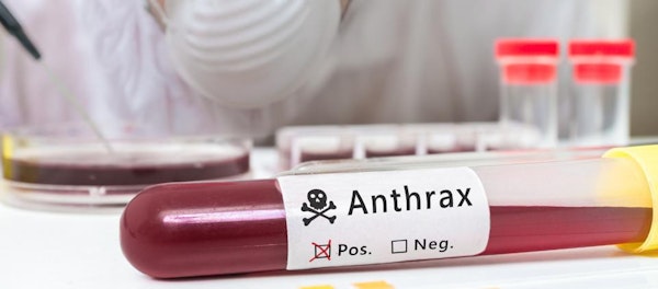 Konsumsi Bangkai Hewan Ternak, Waspada Risiko Penyakit Anthrax!