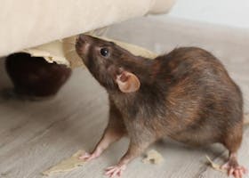 8 Merek Racun Tikus Ini Ampuh Basmi Tikus, Tanpa Tinggalkan Bau Bangkai