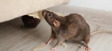 8 Merek Racun Tikus Ini Ampuh Basmi Tikus, Tanpa Tinggalkan Bau Bangkai