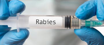 Waspada Rabies! Penyakit Mematikan Yang Serang Hewan Dan Manusia
