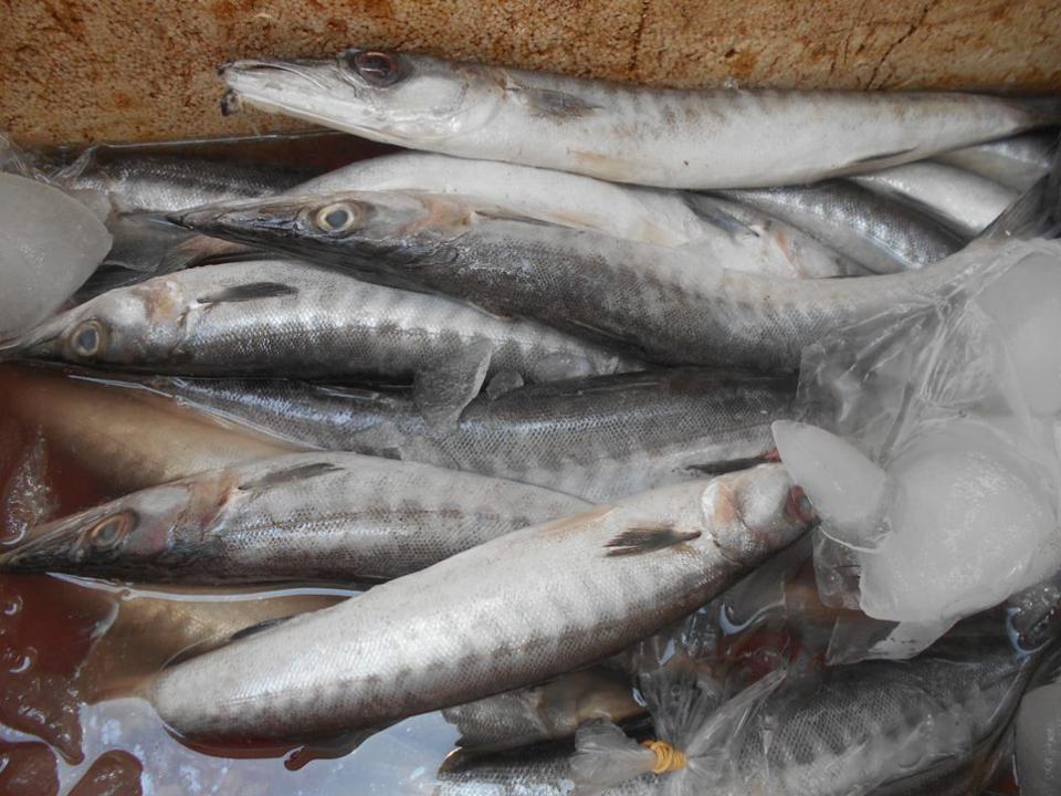 Makan Yuk 31 Jenis  Ikan  Yang Bagus Untuk Ibu Hamil Ibupedia