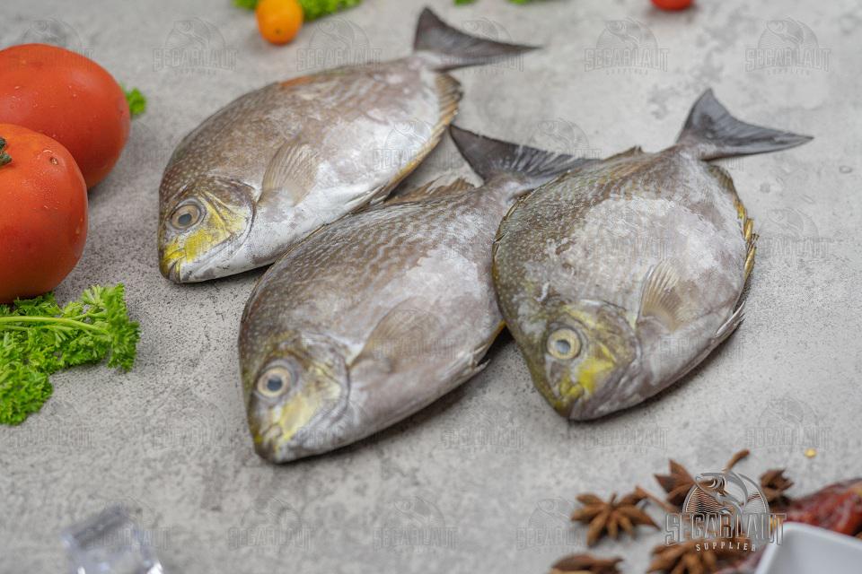 Makan Yuk! 31 Jenis Ikan Yang Bagus Untuk Ibu Hamil Ibupedia